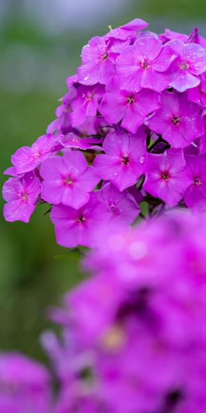 PHLOX x arendsii 'Lilac Star'